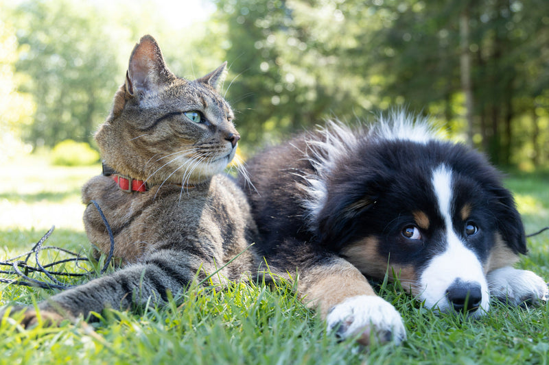 Il microbiota di cane e gatto non è "una versione piccola" di quello umano